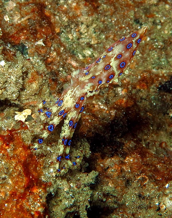 Il Polpo dagli anelli blu (Hapalochlaena lunulata) ama le acque calde. A titolo indicativo, è presente, a macchia di leopardo, nei reef dell’Australia, Papua, Solomon, Indonesia e Filippine, fino al Giappone © Sebastiano Guido