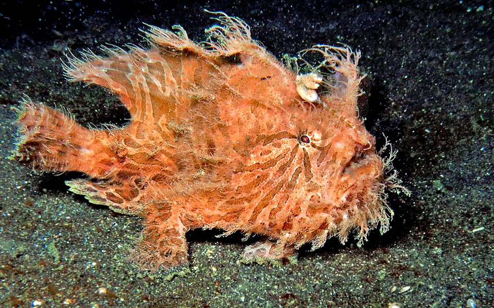 Antennarius striatus, poisson-grenouille strié, Antennariidae