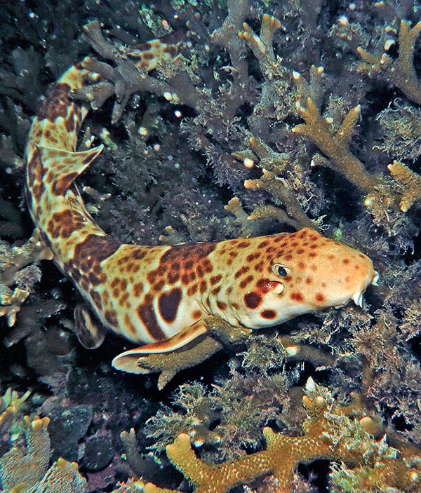 La Pintarroja colilarga de Indonesia (Hemiscyllium freycineti), endémica del noroeste de Nueva Guinea, es visible solo de noche, cuando sale de su guarida en busca de anélidos, peces, crustáceos y moluscos © Sebastiano Guido