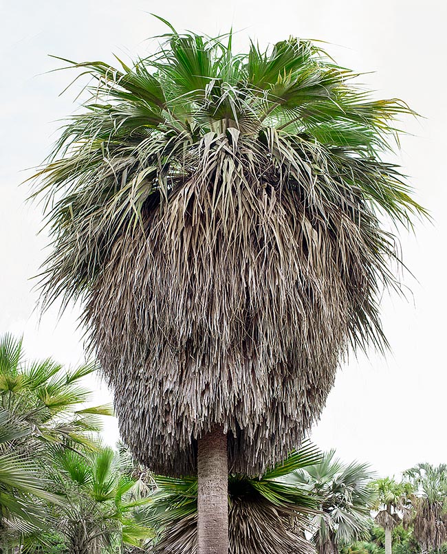 Endémique d’Haïti, Copernicia ekmanii est une espèce de la "liste rouge" à très haut risque d’extinction. Trop exploité pour ses feuilles, utilisées pour couvrir les habitations rurales, il est rare dans la nature et en culture © Giuseppe Mazza