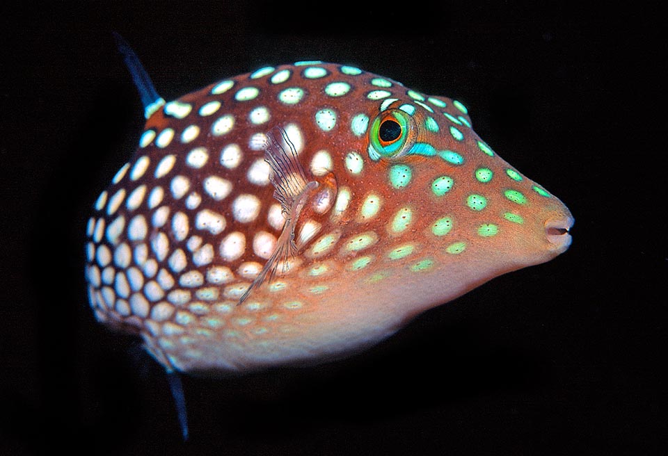 Canthigaster jactator, Tetraodontidae