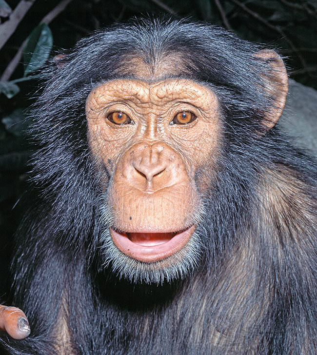 Lo Scimpanzé (Pan troglodites) è talmente affine all’uomo da spingere alcuni scienziati a sostenere che la specie umana, classificata da Linneo come Homo sapiens nel lontano 1758, andrebbe oggi riclassificata Pan sapiens 