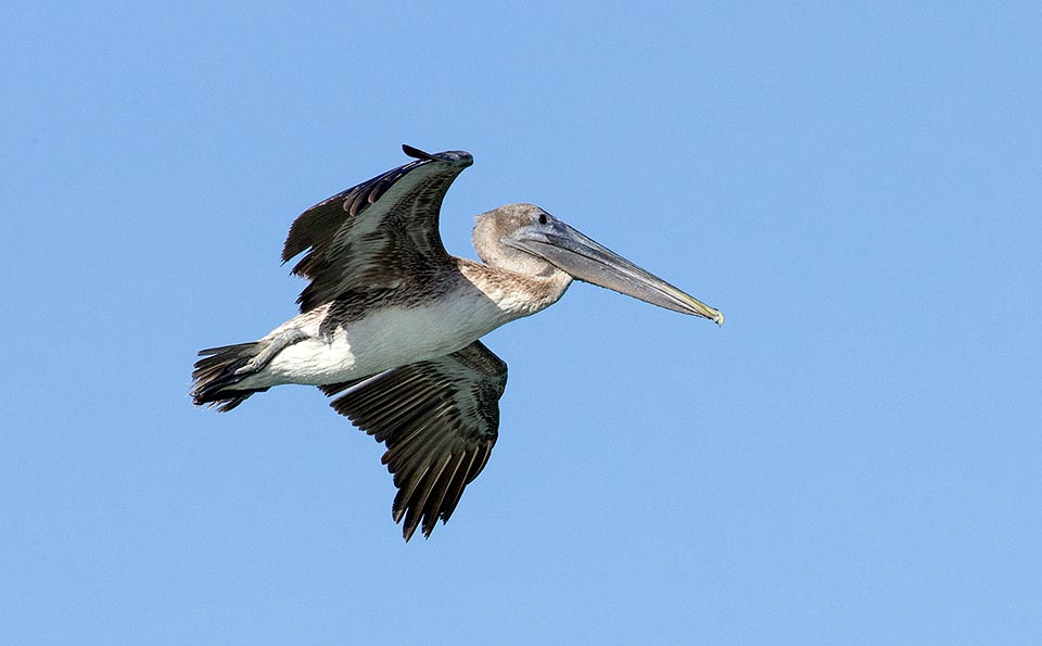 Pelecanus occidentalis, Pelecanidae, Pélican brun