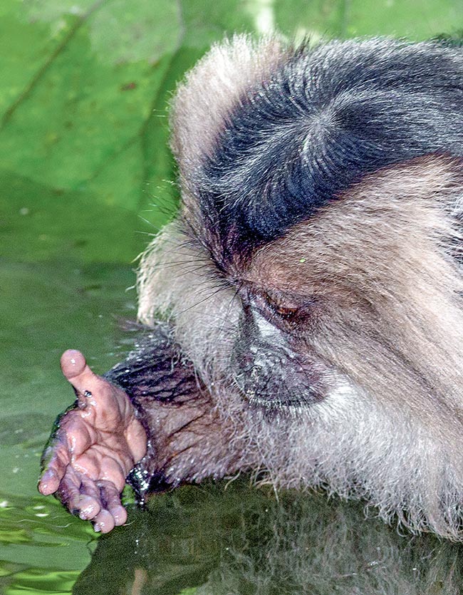 Ce n'est qu'un macaque (Macaca silenus), mais ses doigts ont déjà une empreinte digitale distinctive, et il pense 