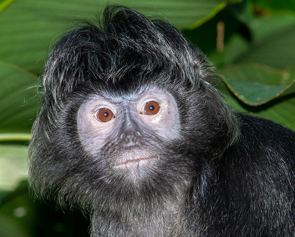 The East Javan langur (Trachypithecus auratus) is endemic to the islands of Java, Bali and Lombok. Its vegetarian diet is sometimes integrated by larvae of insects 
