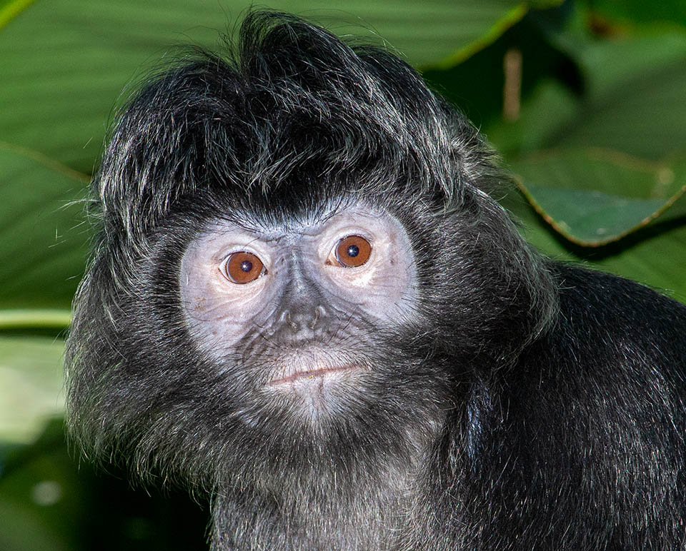 Le Langur de Java (Trachypithecus auratus) est endémique aux îles de Java, Bali et Lombok. Son régime végétarien est parfois enrichi par des larves d'insectes 