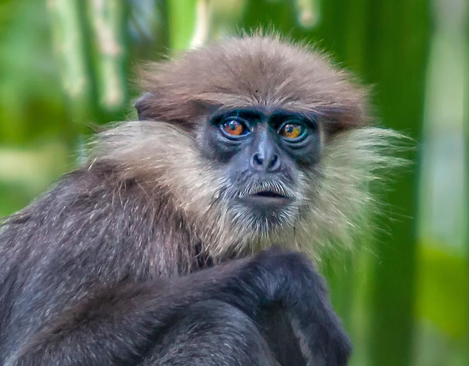 Ce Semnopithèque blanchâtre (Trachypithecus vetulus) au look d'un vieillard, a une aire de répartition qui a été fortement réduite en raison des activités humaines. Actuellement, on ne le trouve que dans les montagnes du parc national de Horton Plains ou dans la forêt tropicale de Kitulgala et Galle