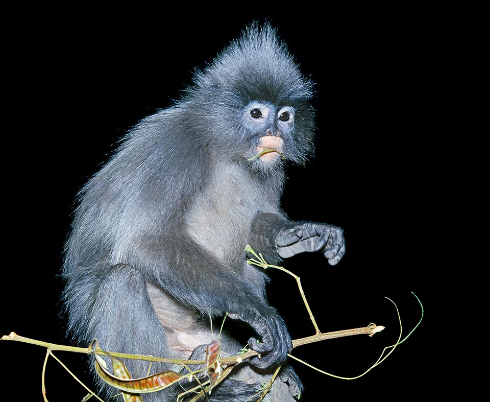 Presbytis obscurus, called Spectacled langur or Spectacled leaf monkey due to the clear drawings around the eyes, lives on the trees of Malaysia forests, including Langkawi islands and Penang, Myanmar and Thailand. It eats about 2 kg of leaves per day it choses carefully, moving in small groups of about ten individuals