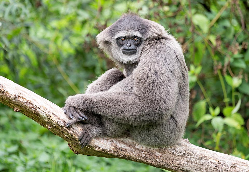 Hylobates moloch is endemic to the western and central zones of Java. If passing from one tree to another it can make leaps of more than 12 m 