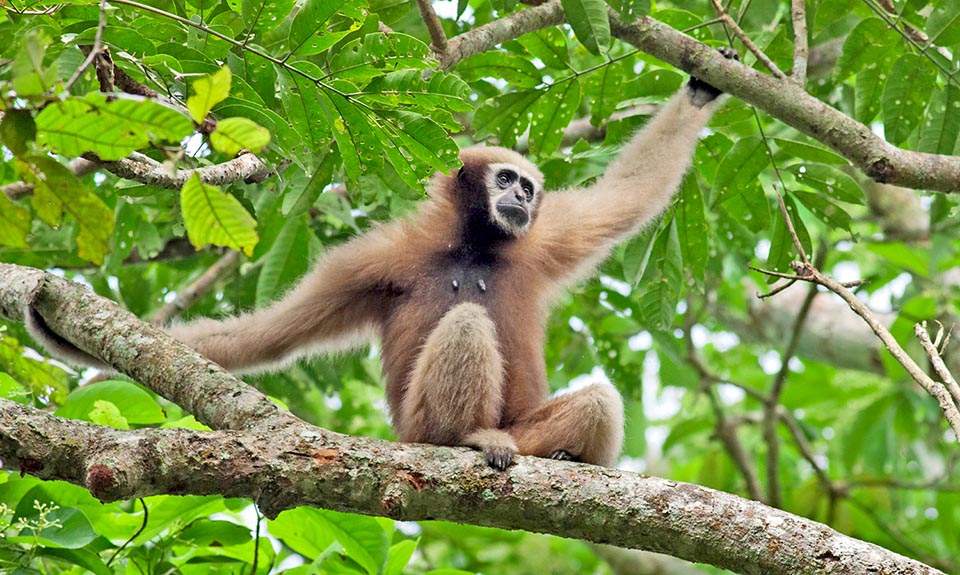 Hoolock hoolock vive en el este de Bangladesh, el noreste de la India, el noroeste de Myanmar y posiblemente el sureste del Tíbet. Como todos los Hylobatidae, no tiene cola 