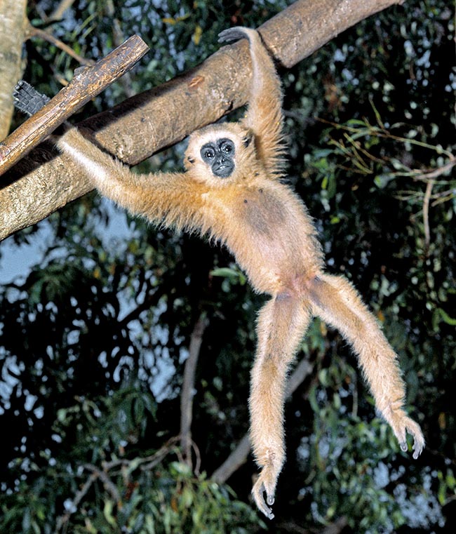 Joven Hylobates lar dominando ya las acrobacias. Los hilobátidos se alimentan de frutos, hojas e invertebrados 