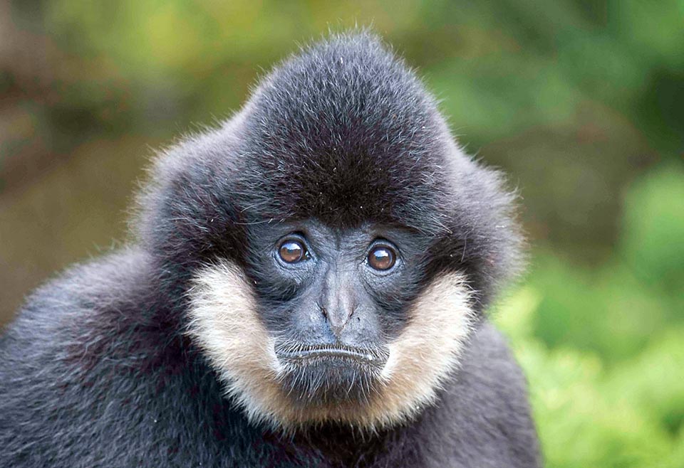 Nomascus concolor es un Hilobátido chino de Yunnan. Rara vez supera los 50 cm. Los machos tienen el pelaje negro, mientras que el de las hembras es marrón amarillento 