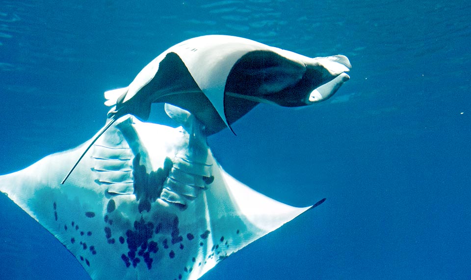 Manta alfredi, Reef manta ray