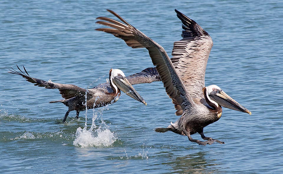 Pelecanus occidentalis, Pelecanidae, Pellicano bruno