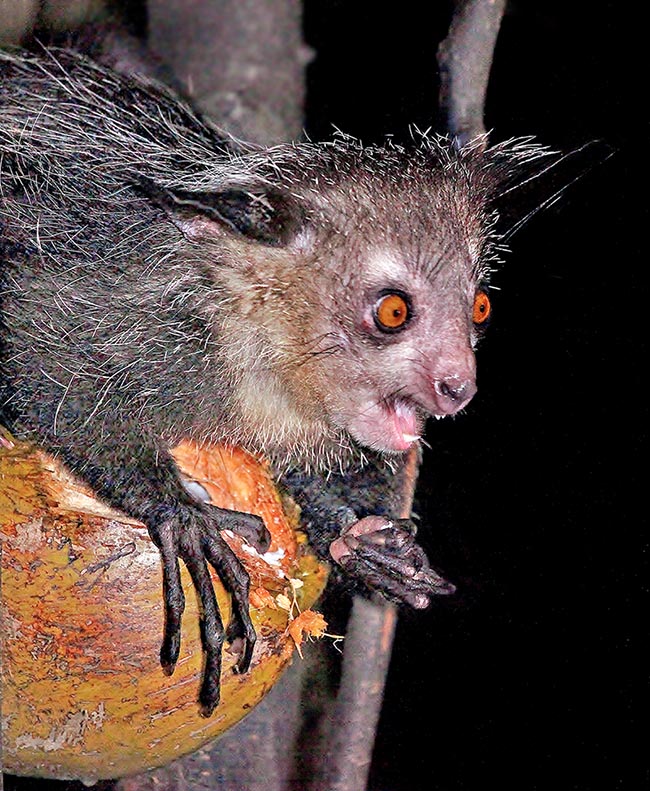 Ayé-ayé (Daubentonia madagascariensis) has the hands middle finger extraordinarily thinned with a long-hooked nail that utilizes for body cleaning and for flushing out from the trunks preys it eats. Has only four teeth: 2 incisors in the upper arch and 2 in the lower. They are wide and flat, surely robust and are constantly growing