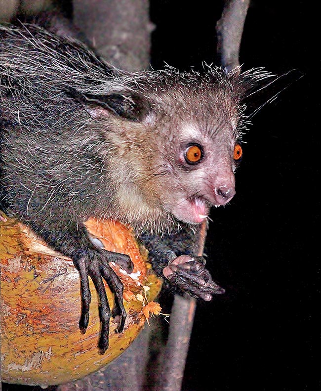 l’Aye-aye (Daubentonia madagascariensis) è fra le scimmie più insolite. Ha il dito medio delle mani straordinariamente assottigliato che utilizza per la pulizia del corpo e per stanare dai tronchi le prede di cui si nutre. Possiede solo quattro denti: 2 incisivi nell’arcata superiore e 2 in quella inferiore. Sono larghi e piatti, decisamente robusti ed a crescita continua