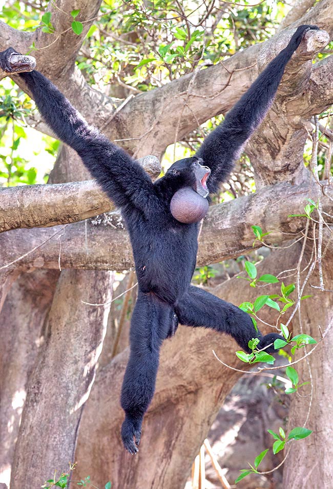 Symphalangus syndactylus, native to Thailand, Malaysia and Indonesia forests, is instead the biggest extant gibbon. Its dimensions are impressive: even 1 m tall with a weight of 14 kg. The arms opening may reach 2 m 