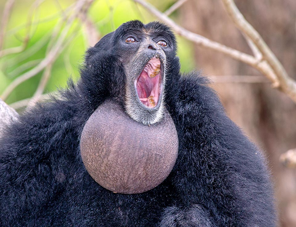 Son énorme sac laryngé permet des vocalisations prolongées et complexes se terminant par des trilles assourdissants 