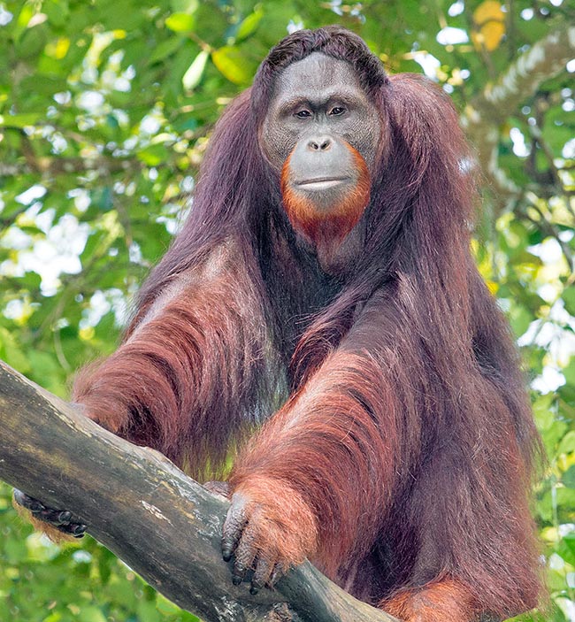 Localement appelé l'homme des forêts, l'Orang-outan de Bornéo (Pongo pygmaeus) appartient à la famille des Hominidés. Il vit dans les forêts tropicales chaudes et humides et près des marais côtiers en Indonésie 