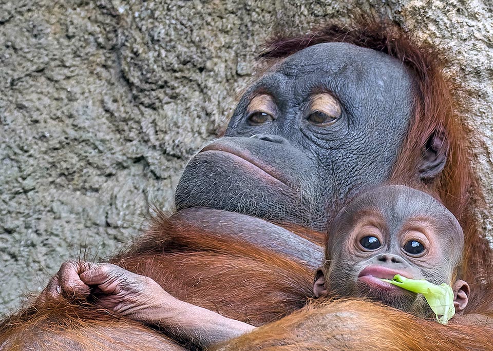 Una hembra de orangután de Sumatra (Pongo abelii) se queda dormida mientras su bebé juega con el pelaje de su madre y mastica una hoja descuidadamente 