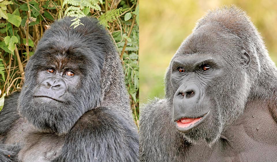 Gorilla beringei e Gorilla gorilla a confronto con espressioni decisamente parlanti. I Primati ed in particolare gli Ominidi posseggono un mondo interiore fatto di molteplici sentimenti, come mentire, prendersi gioco degli altri, avere il senso del tempo, pensare ai rapporti sociali 