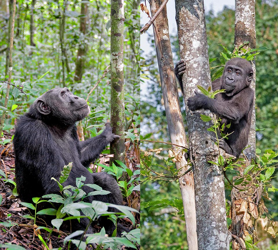 Primati, Scimmie Anche se hanno abbandonato parzialmente o completamente come l’uomo la vita sugli alberi, gli Ominidi hanno ereditato e mantenuto dai propri progenitori le principali caratteristiche collegate all’ambiente arboricolo dove l’odine dei Primates è nato. Qui lo Scimpanzè a sinistra (Pan troglodytes) guarda all’albero, ed il piccolo di Gorilla occidentale (Gorilla gorilla), nella foto a destra, sperimenta un’arrampicata aggrappandosi al tronco con mani e piedi