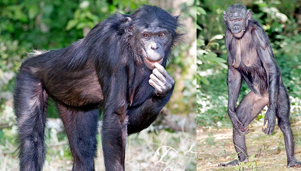El bonobo (Pan paniscus), también llamado chimpancé pigmeo o enano, es un homínido de hábitos principalmente terrestres, pero también arbóreos. En el suelo, se desplaza preferentemente a cuatro patas apoyando el peso del cuerpo en las articulaciones, pero también puede caminar erguido, como la hembra de la derecha 