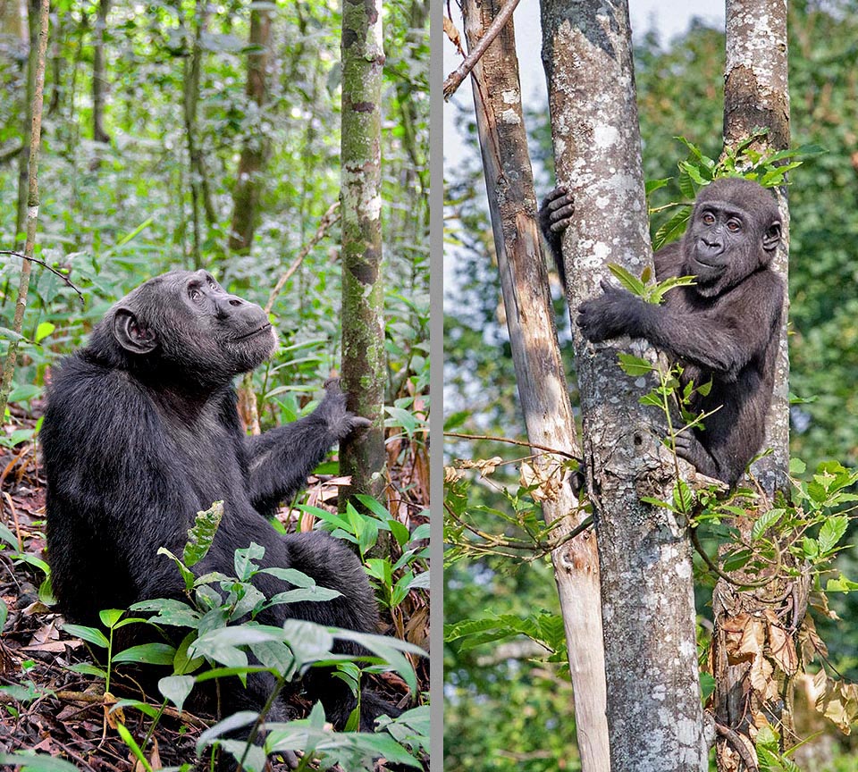 Bien qu’ils aient abandonné partiellement ou complètement la vie arboricole, les Hominidae ont hérité et conservé de leurs ancêtres les principales caractéristiques associées à l’environnement arboré. À gauche, le chimpanzé (Pan troglodytes) regarde un arbre pour décider si ça vaut la peine de monter et un bébé gorille occidental (Gorilla gorilla) dans la photo à droite expérimente une escalade en s’accrochant au tronc avec les mains et les pieds 