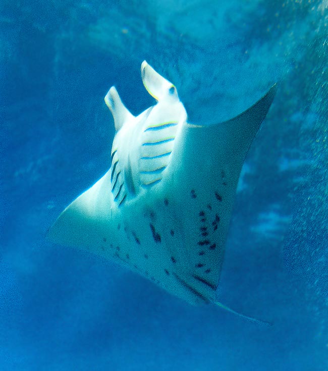 Manta alfredi, Reef manta ray