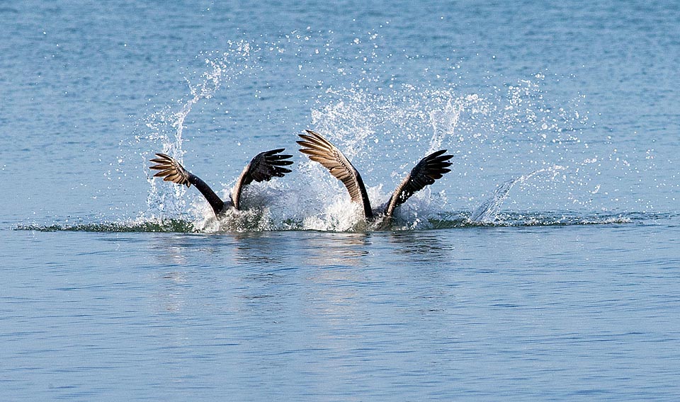 Pelecanus occidentalis, Pelecanidae, Pélican brun