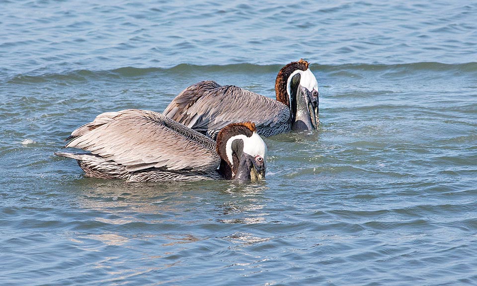 Pelecanus occidentalis, Pelecanidae, Pélican brun