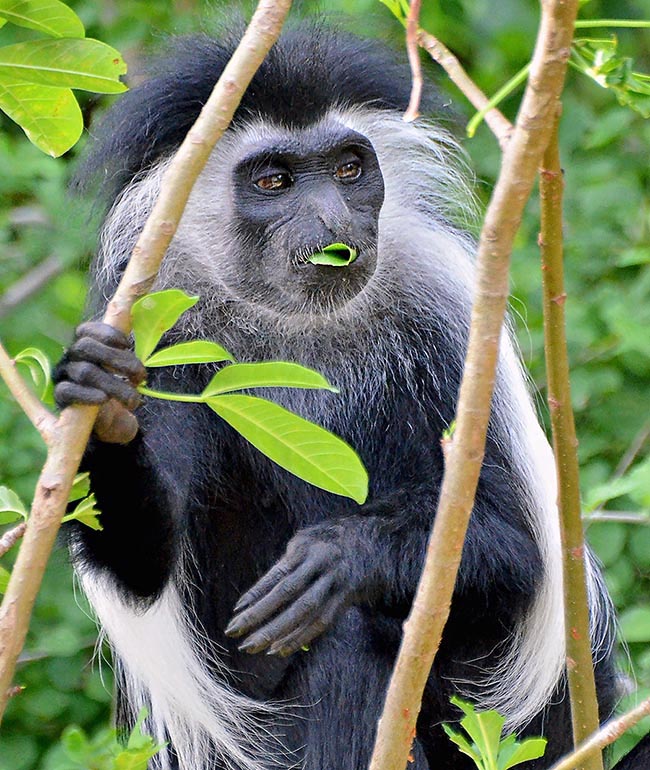 The Colobus have a diet based on vegetables, especially leaves 