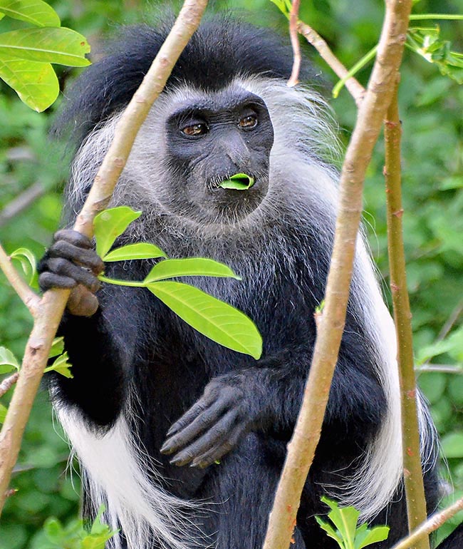 I Colobus sono scimmie con una dieta basata sui vegetali, soprattutto foglie