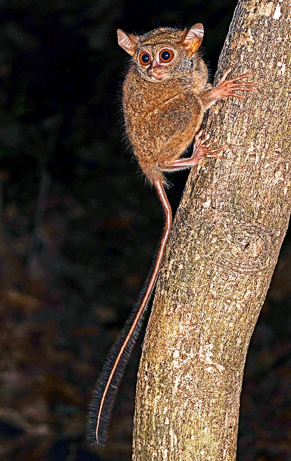 Los pequeños primates, como este prosimio, son principalmente insectívoros 