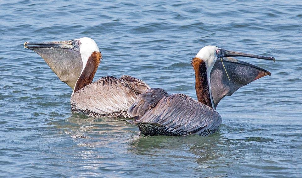 La pesca ha sido exitosa y las presas se agitan en los grandes sacos gulares. Ahora no queda más que alzar el pico hacia el cielo y engullir la comida © Giuseppe Mazza