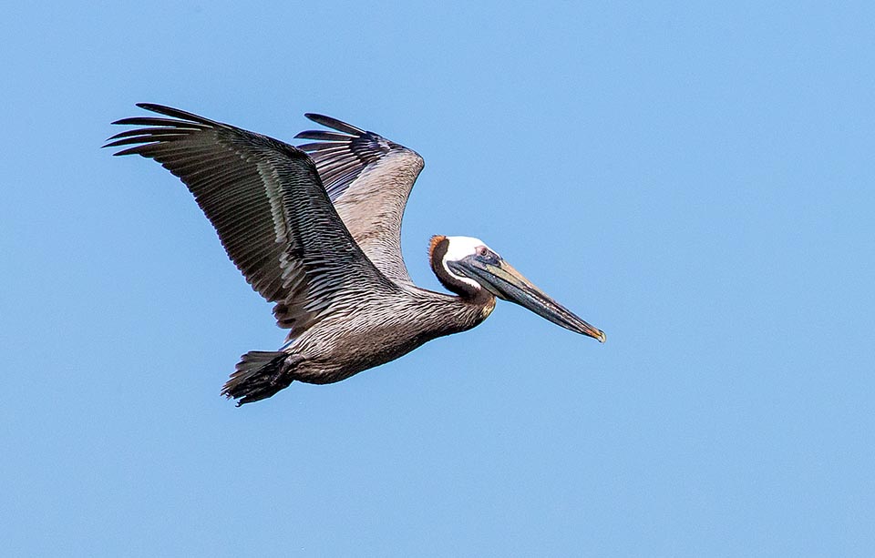 Pero además de la pesca de arrastre efectúa también zambullidas desde el cielo. Aquí un adulto listo para tirarse mientras observa desde lo alto la situación © G. Mazza