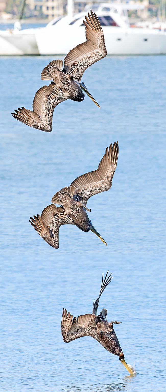 En el momento justo se zambulle verticalmente en las calmas aguas del puerto a no menos de 60 km/h. Operación difícil y peligrosa con pirueta. El pico abre camino en las olas y el impacto aturde a los peces facilitando su captura © Giuseppe Mazza