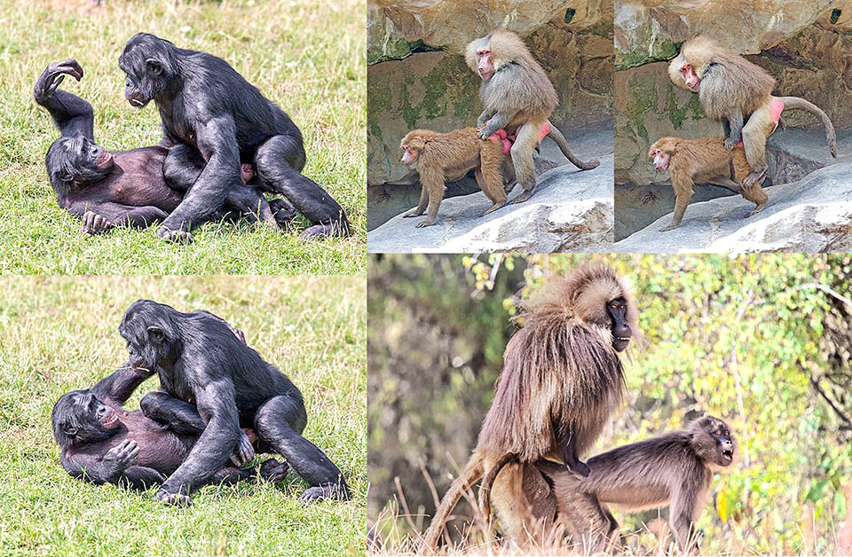 L'amour chez les Primates diffère peu de celui des humains. Sur la photo de gauche du Bonobo (Pan paniscus), la femelle embrasse en souriant le mâle dans la position bien connue du missionnaire. Les mâles de Papio hamadryas et Theropithecus gelada, en bas à droite, semblent moins romantiques © Giuseppe Mazza et pour le Theropithecus gelada 