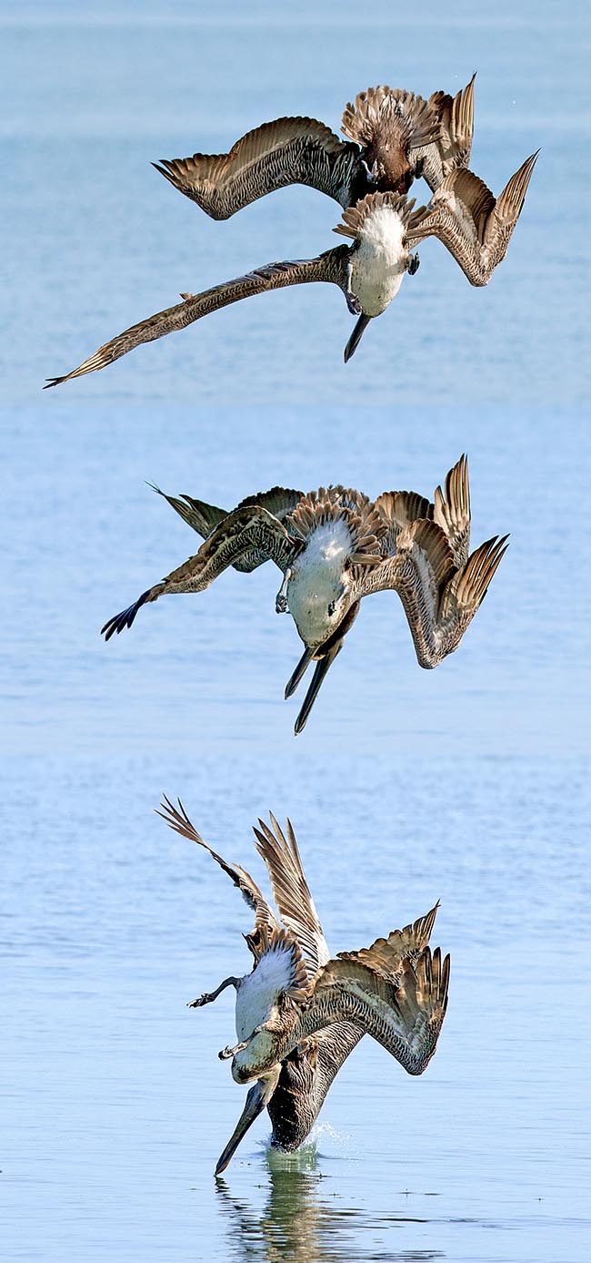 Pelecanus occidentalis, Pelecanidae, Pellicano bruno