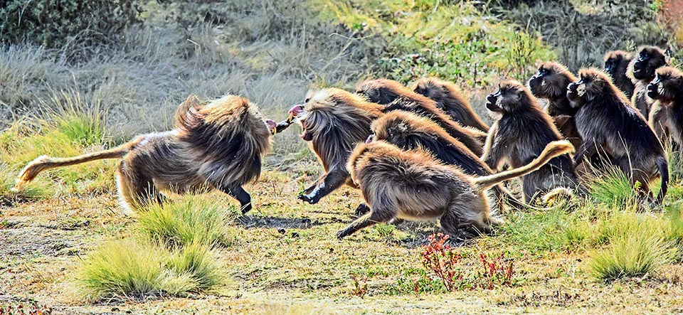 Theropithecus gelada may reach bands of 400 individuals, divided in groups dominated by an adult male who controls a harem and an inaccessible rocky area to predators where the group spends the night after having grazed the whole day looking for vegetables. But the best sites are limited and the fights fot the territory are frequent