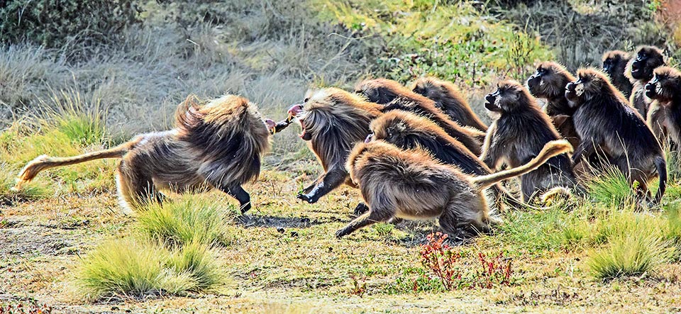 El Gelada vive en bandas de hasta 400 individuos, divididos en grupos dominados por un macho adulto que controla un harén y una zona rocosa inaccesible a los depredadores. El grupo pasa allí la noche después de pastar todo el día en busca de plantas. Sin embargo, los mejores lugares son limitados, y las disputas territoriales son muy frecuentes 