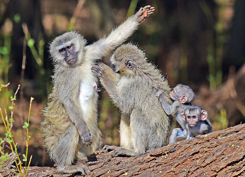 Il Chlorocebus pygerythrus vive invece in bande numerose con anche 50 scimmie. C’è una precisa gerarchia, come mostra questo divertente grooming multiplo 