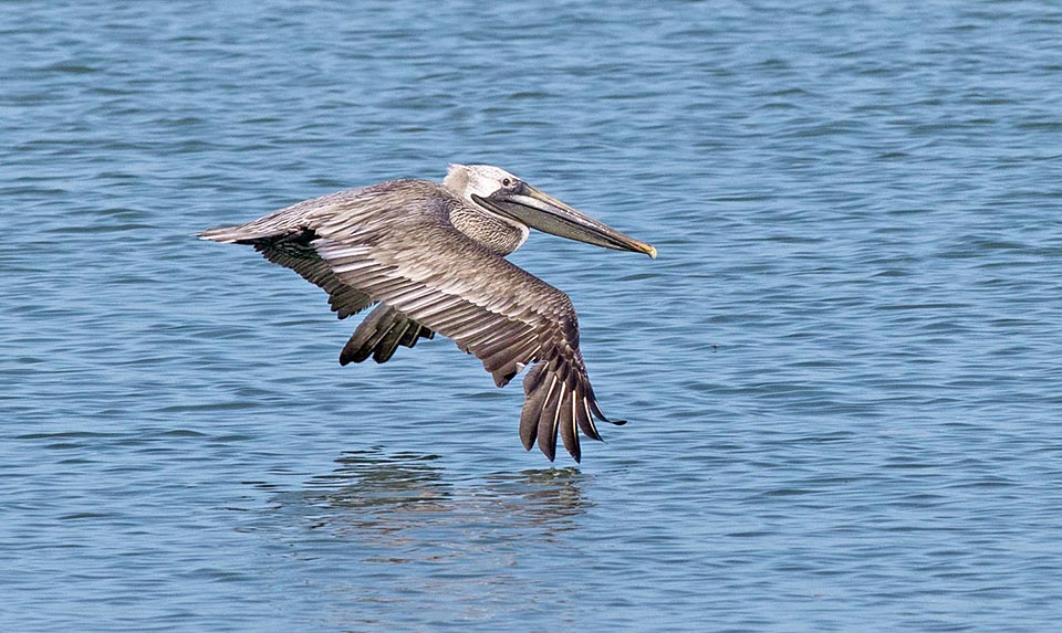 Pelecanus occidentalis, Pelecanidae, Pellicano bruno