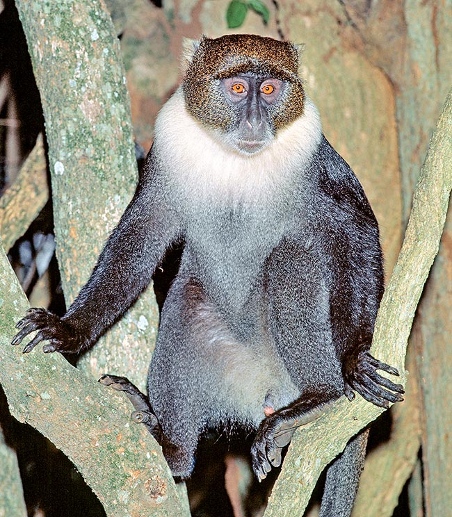 Le Cercopithecus mitis vit en Afrique centrale dans des habitats arborés et à la proximité de l'eau. Il forme des groupes de 10-40 individus à la recherche de fruits. Ils communiquent, comme les autres Cercopithecus, avec un langage composé de différents cris d'alarme en fonction du danger : léopards, oiseaux de proie ou serpents 