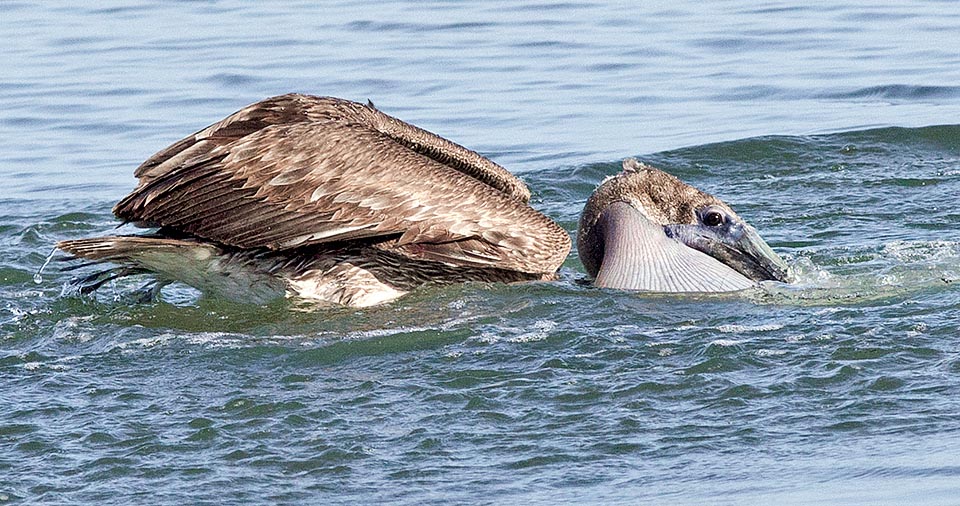 Pelecanus occidentalis, Pelecanidae, Pellicano bruno