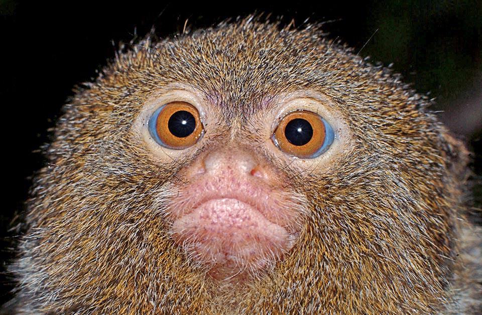 Like all Platyrrhine monkeys, Callithrix pygmaea is characterized by a wide and flat nose with distant nostrils and bent laterally. This group of primates, present only in the new World, has differentiated from the African relatives in about 40 million years with the separation of South America from the African continent 