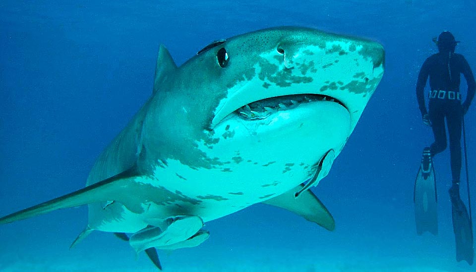 Avec 7 m de longueur et 800 kg, le Requin tigre (Galeocerdo cuvier) est largement répandu dans les eaux côtières tempérées et tropicales du monde entier. Tête vraiment surdimensionnée, carrée, cunéiforme, pour mieux fendre l’eau. La bouche est un énorme gouffre avec lequel il vaut mieux éviter les rapports © S. Guido