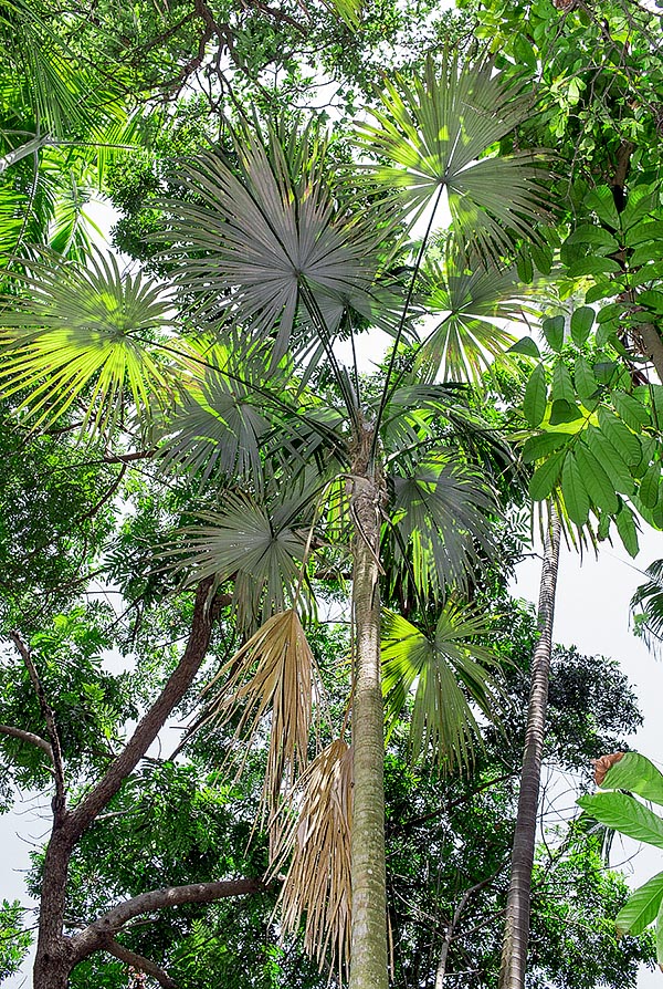 La Cryosophila guagara è una palma che cresce nel sottobosco delle foreste pluviali del Costa Rica e Panama. Fusti alti anche 10 m con 7-13 cm di diametro. Infiorescenze ed apici vegetativi commestibili © Giuseppe Mazza