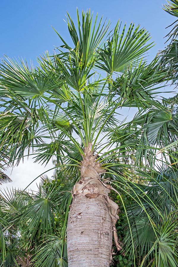 Amenazada por la antropización, por el uso de sus hojas y por el pastoreo, la Coccothrinax spissa de La Española puede alcanzar los 9 m de altura con un tallo de 20-30 cm, a menudo hinchado en el centro © Giuseppe Mazza