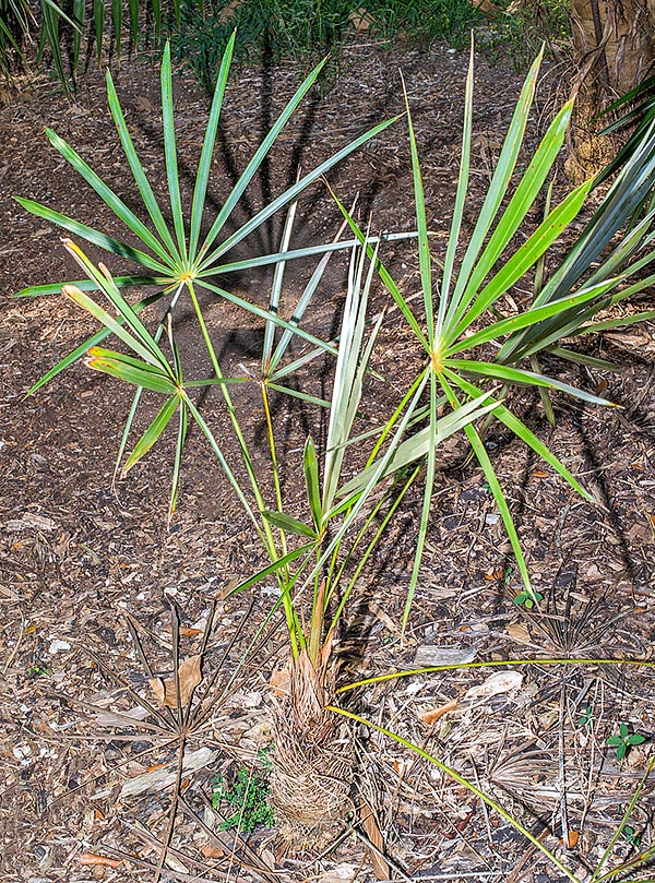 Joven ejemplar de Coccothrinax torrida. Esta palmera, rara en la naturaleza, crece en la zona más cálida y seca de Cuba conformándose con pocas lluvias y suelos calcáreos casi sin humus © Giuseppe Mazza